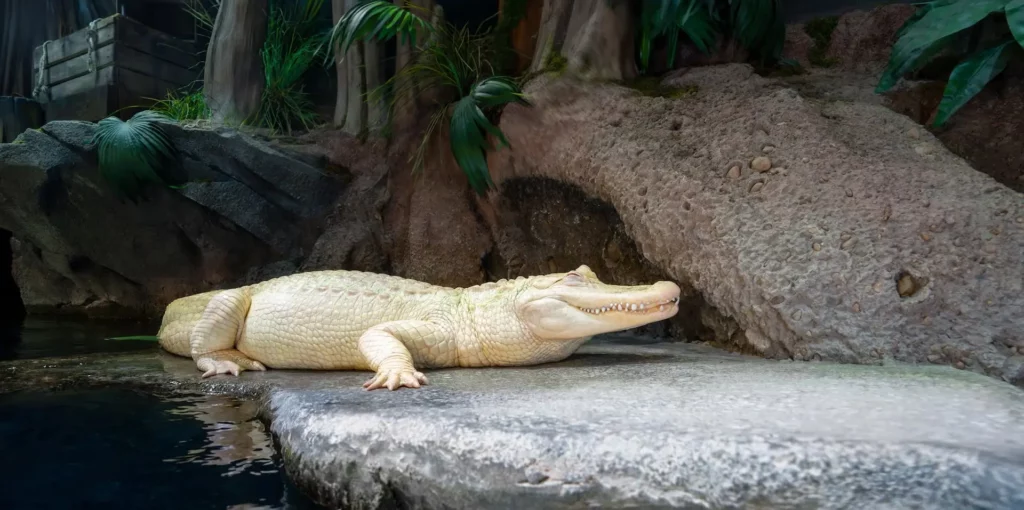 American Alligator - GeorgiaAquarium