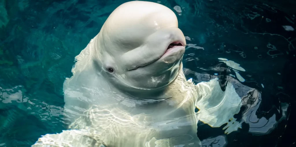 Beluga Whale - GeorgiaAquarium