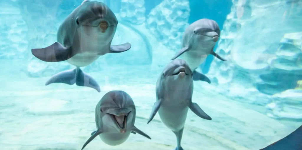 Dolphins - GeorgiaAquarium