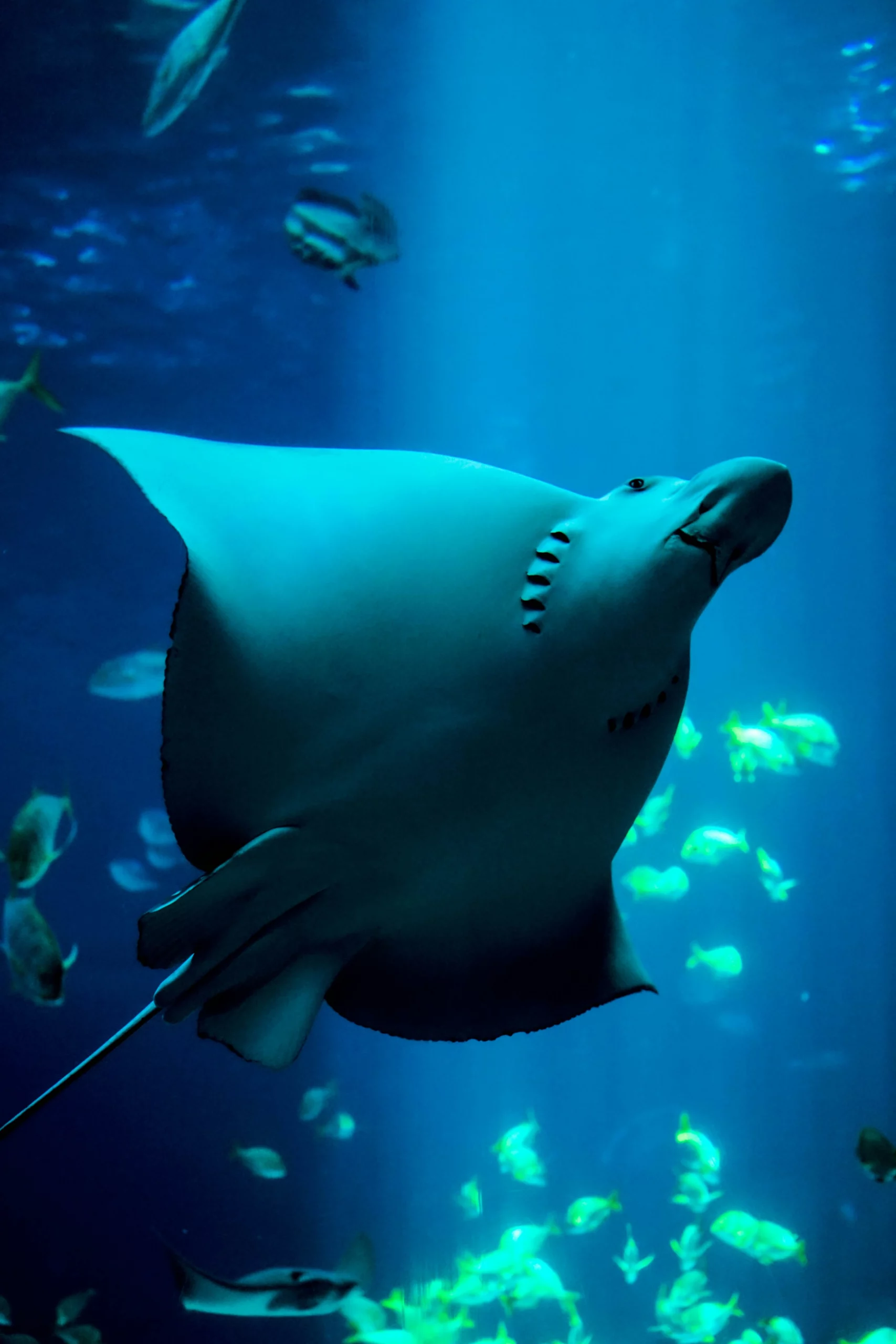 Georgia-Aquarium-Manta-Ray-Tai