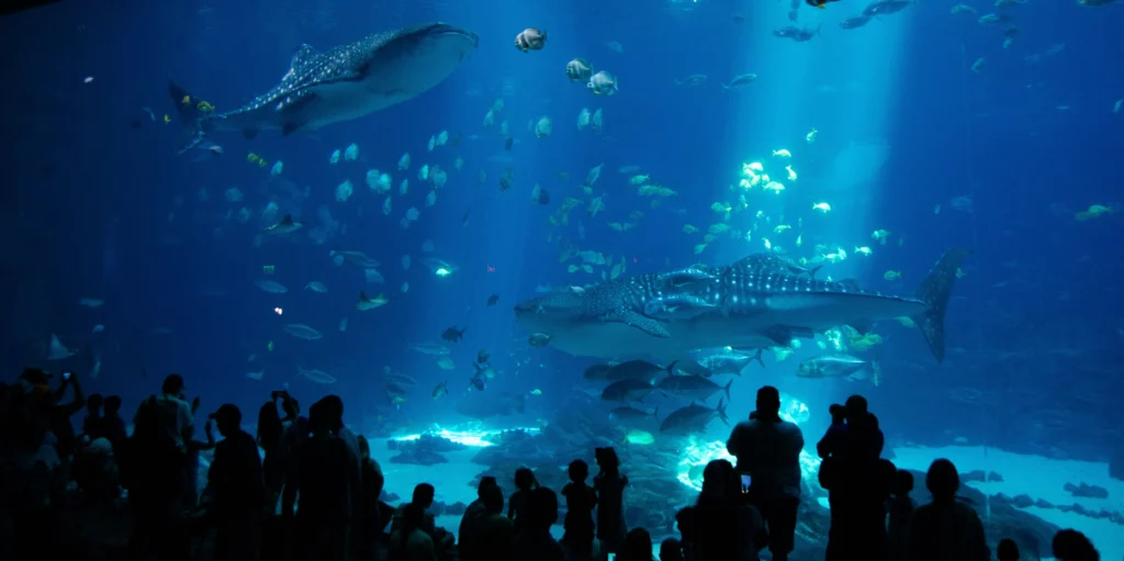 Georgia Aquarium - One of the World's biggest aquariums