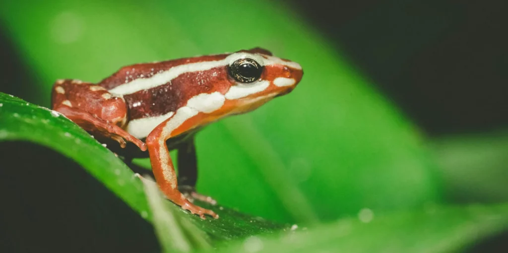 Poison dart frog